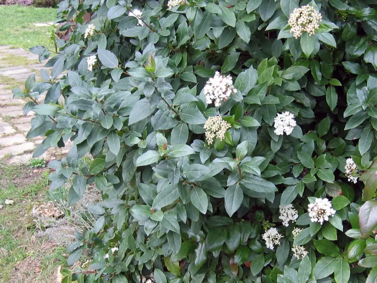 Gros plan sur un laurier tin aux feuilles vertes et denses, parsemé de petites fleurs blanches en grappes. Le chemin en dalles de pierre est visible sur la gauche.