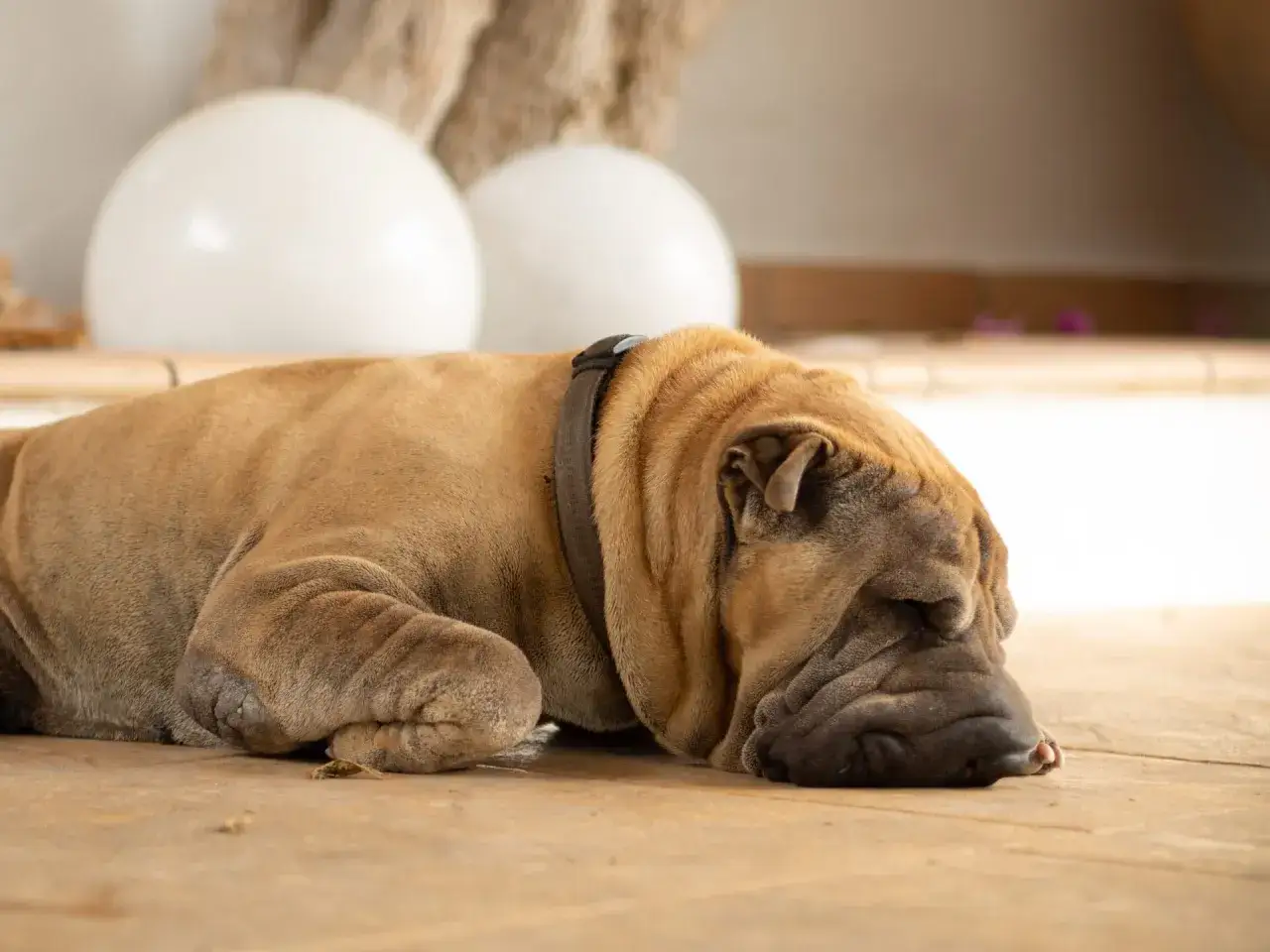 Śpiący pies rasy Shar Pei na drewnianej podłodze. Może to być jego sposób na zapomnienie o opłacie za psa w bloku.