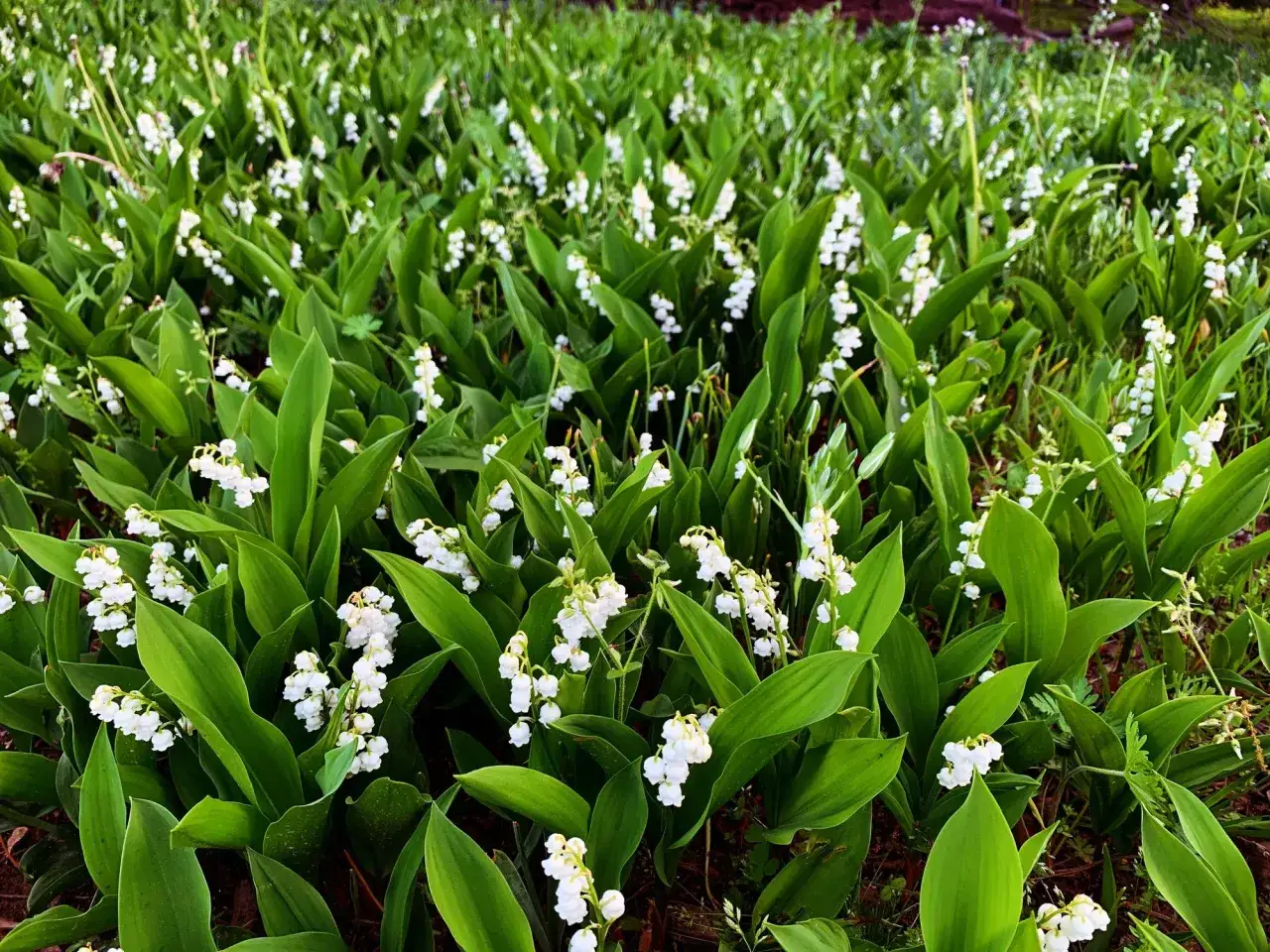 Un champ de muguet en pleine floraison, pr&ecirc;t &agrave; &ecirc;tre replant&eacute;. Les clochettes blanches d&eacute;licates &eacute;mergent de feuilles vertes luxuriantes.