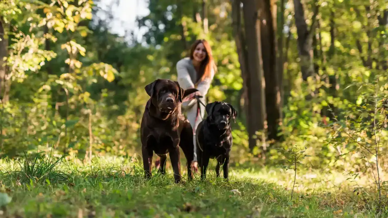 Radosne mazury z psem. Dwa labradory, brązowy i czarny, na spacerze w lesie z uśmiechniętą właścicielką w tle.