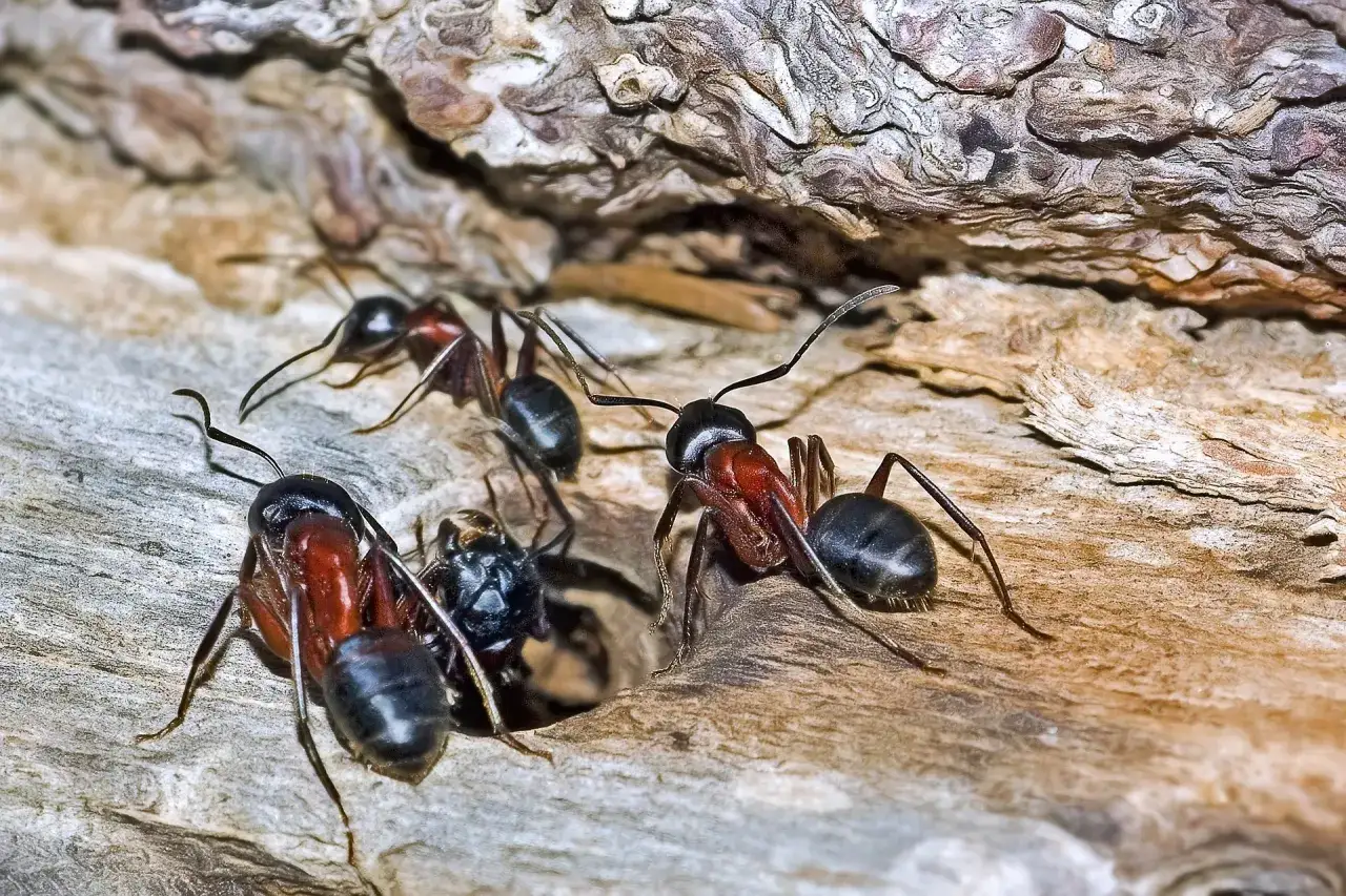 naturalne sposoby na mrówki w ogrodzie