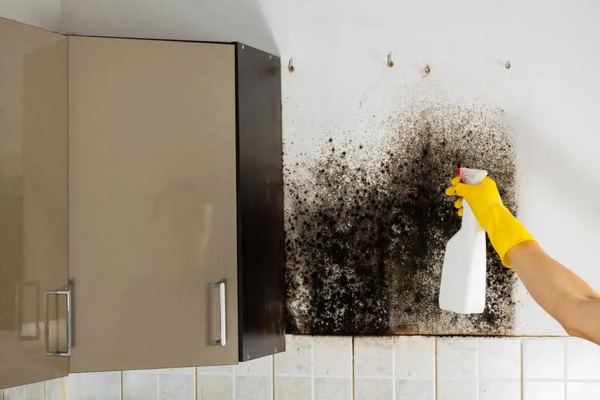 Gelber Handschuh spr&uuml;ht Schimmelentferner auf eine Wand mit schwarzen Schimmelsporen in der Luft.