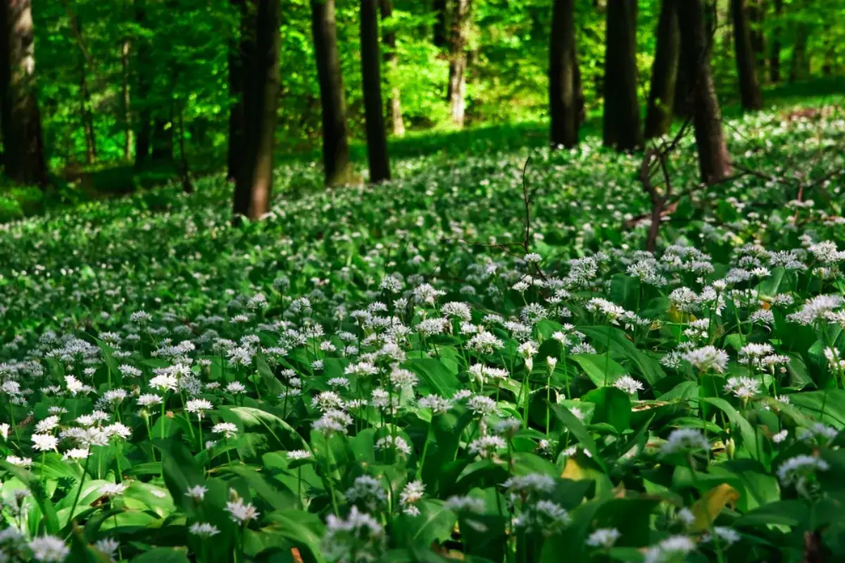 Leśna polana pokryta kwitnącym czosnkiem niedźwiedzim, otoczona drzewami.