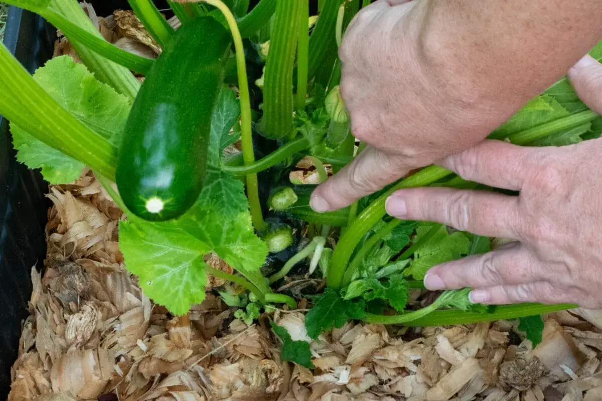 Händer som pekar på en ansa zucchini och flera små zucchiniplantor som växer i träflis.