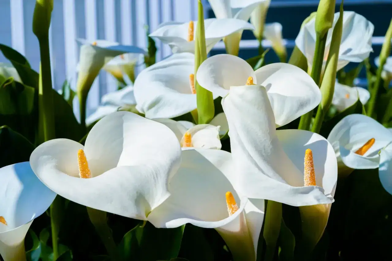 Gros plan sur des **zantedeschia aethiopica** blancs aux pistils orang&eacute;s, leurs formes &eacute;l&eacute;gantes se d&eacute;tachant sur un fond flou.
