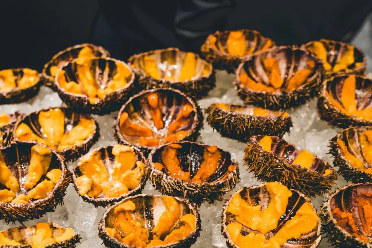 Oursins ouverts sur glace, pr&ecirc;ts pour une recette d'oursin cuit. Leurs gonades orange vif contrastent avec leur coquille sombre.