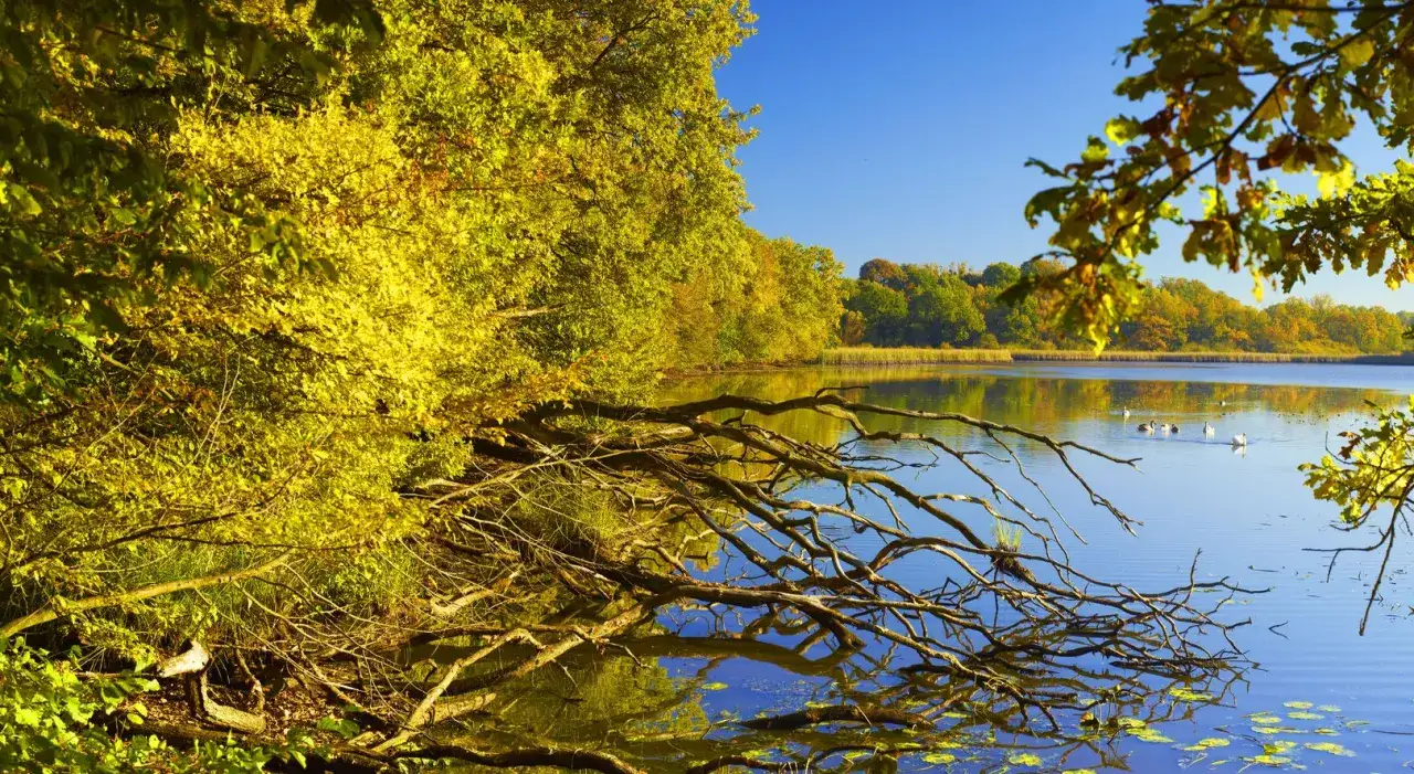 Jesienne barwy drzew nad spokojną wodą w rezerwacie przyrody Łężczok. Na tafli jeziora pływają łabędzie.
