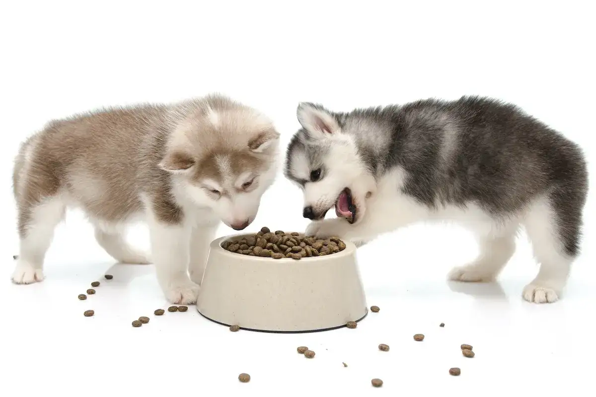 Zwei Huskywelpen st&uuml;rzen sich auf eine Sch&uuml;ssel mit Welpenfutter. Einer bei&szlig;t gierig hinein, w&auml;hrend der andere neugierig zusieht.