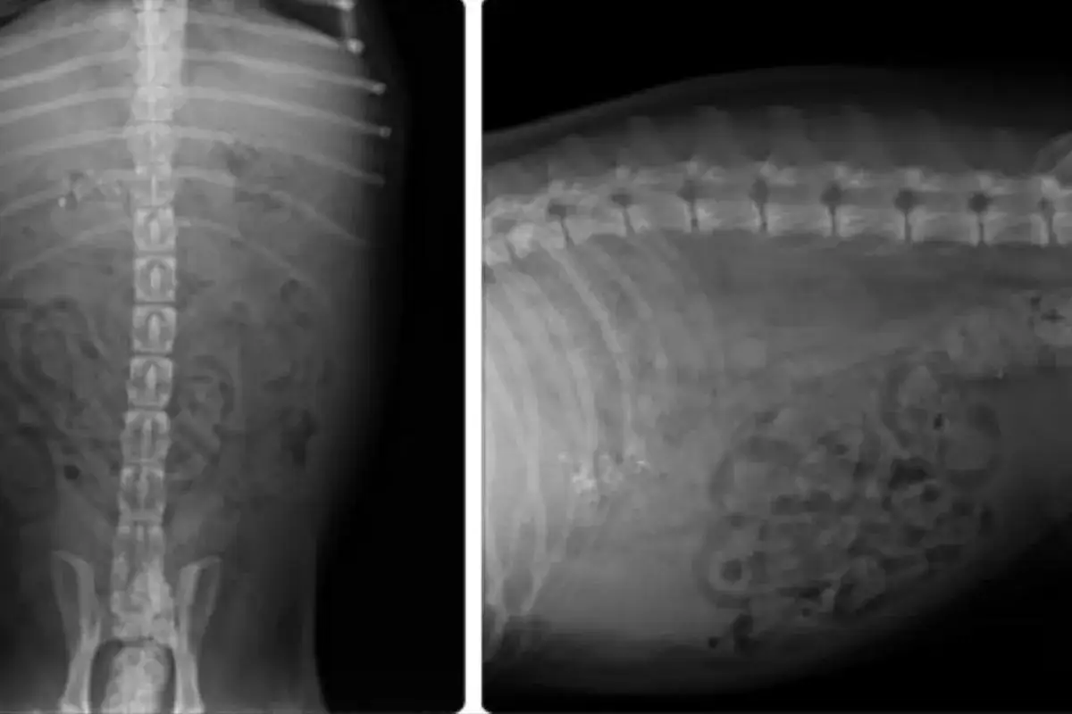 Radiografías de abdomen de perro mostrando signos de peritonitis, con líquido libre y posible inflamación intestinal.