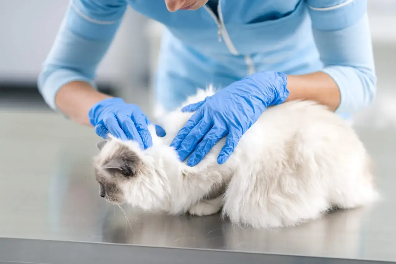 Veterinario revisa un gato blanco y gris con guantes azules, buscando pulgas.
