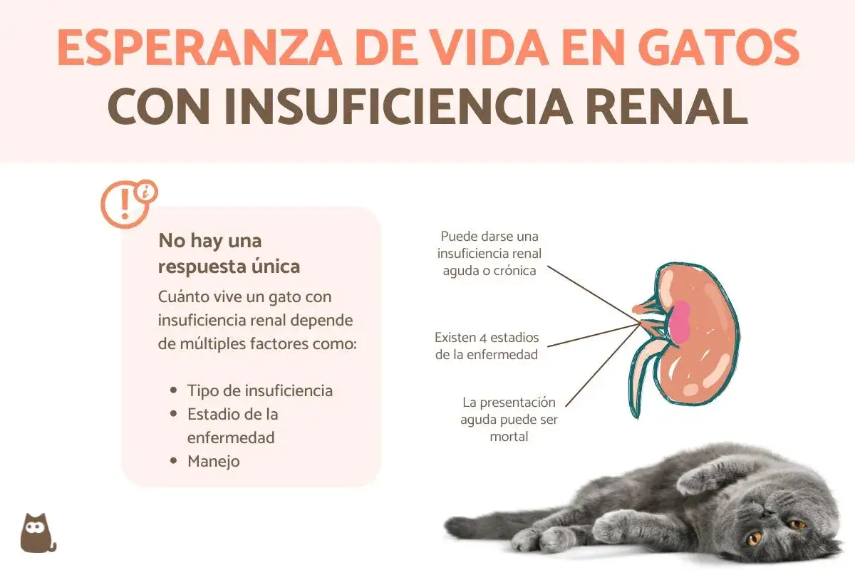 Gato gris con insuficiencia renal. La esperanza de vida depende de factores como el tipo y estadio de la enfermedad. No hay una respuesta &uacute;nica sobre cu&aacute;ndo sacrificar a un gato con insuficiencia renal.