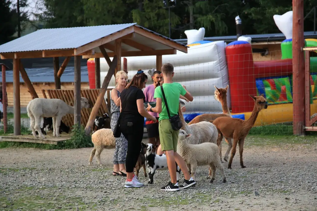 Rodzina odwiedza mini zoo w Zakopanem, karmiąc alpaki i owce.