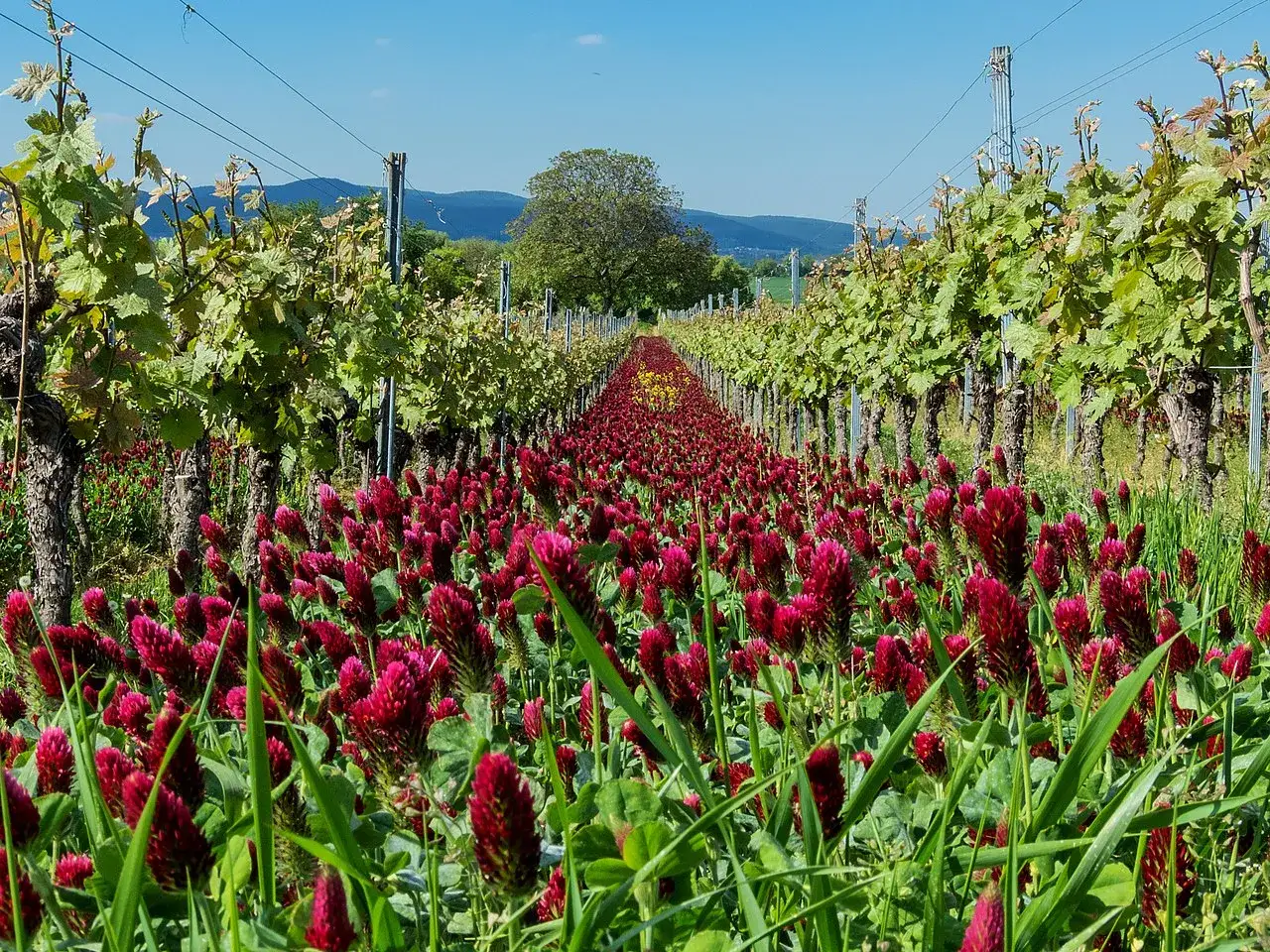 Vigneto con filari di viti e un tappeto di fiori rossi, un esempio di sovescio vigneto per arricchire il terreno.