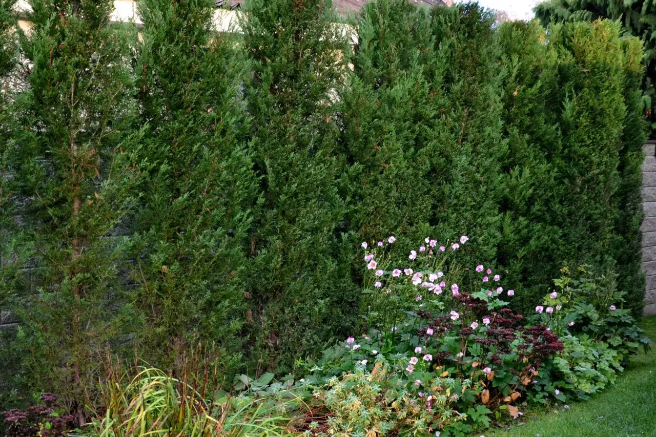 Setos de cipreses verdes y frondosos, con flores rosadas y moradas al pie. Ideal para saber cu&aacute;ndo podar setos de cipreses y mantenerlos as&iacute;.