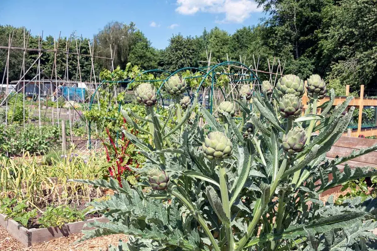 Gros plans sur une plantation d'artichauts en pleine terre, avec des tuteurs et d'autres légumes en arrière-plan.