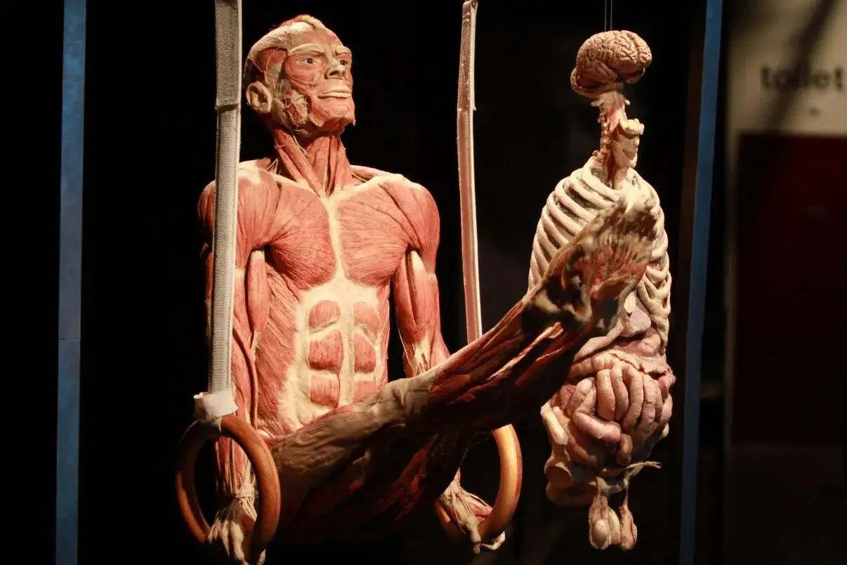 L'image de l'homme, sans peau, montre ses muscles et organes. Un corps humain anatomique suspendu à des anneaux de gymnastique.