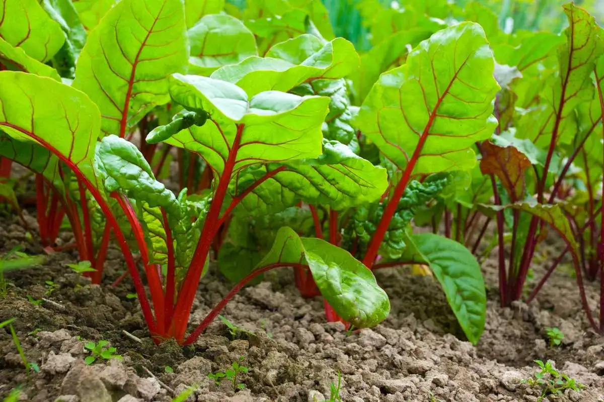 Jeunes plants de betterave avec des tiges rouges vives et de grandes feuilles vertes. La plantation de betterave promet une récolte saine.