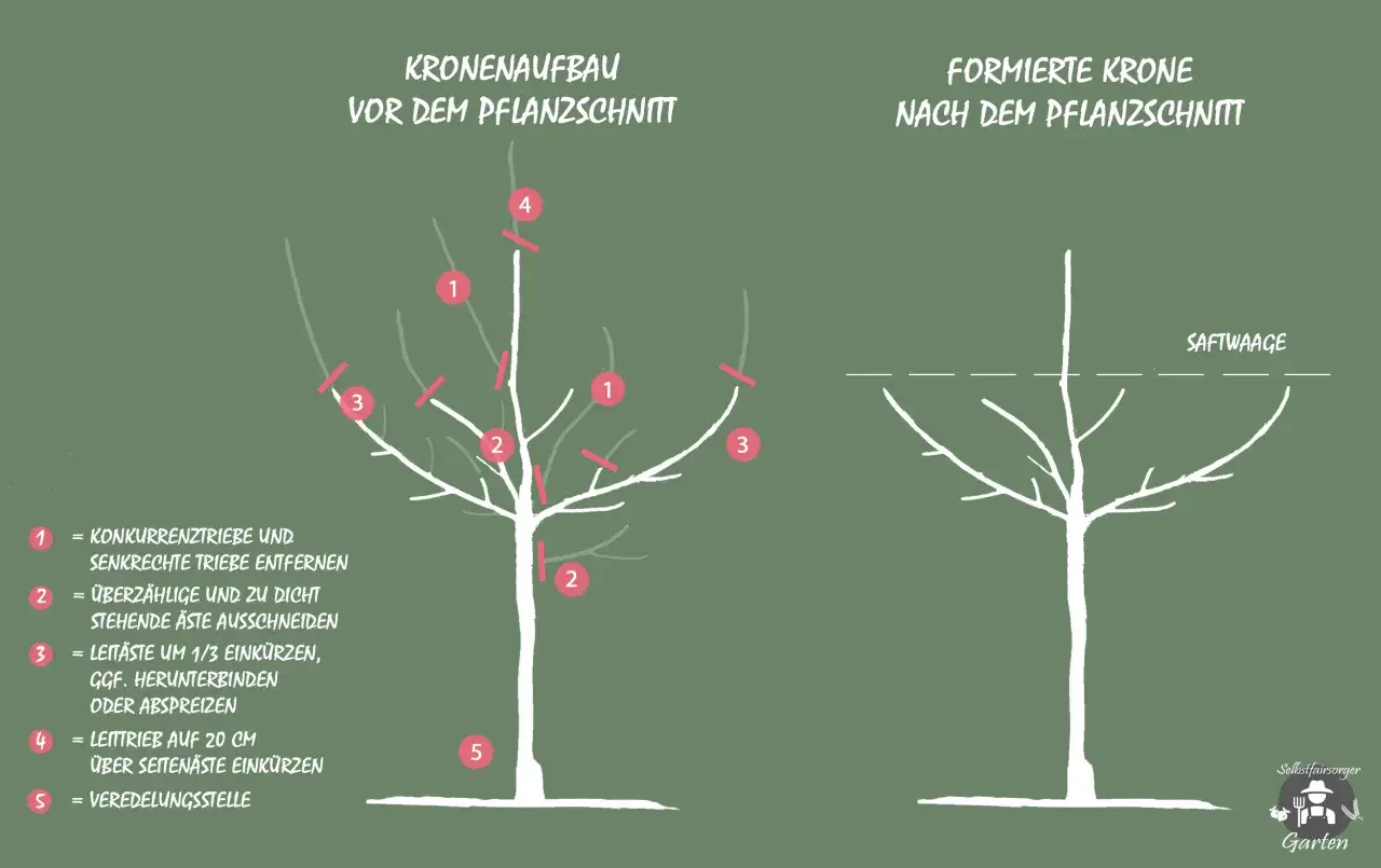 Illustration zeigt den Kronenaufbau vor und nach dem Pflanzschnitt eines Apfelbaums. Anleitung zum Apfelbaum pflanzen und schneiden.