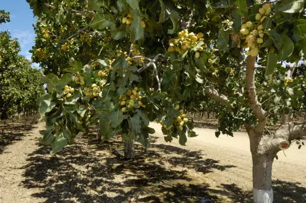 Pistacjowy sad drzewa pistacjowe