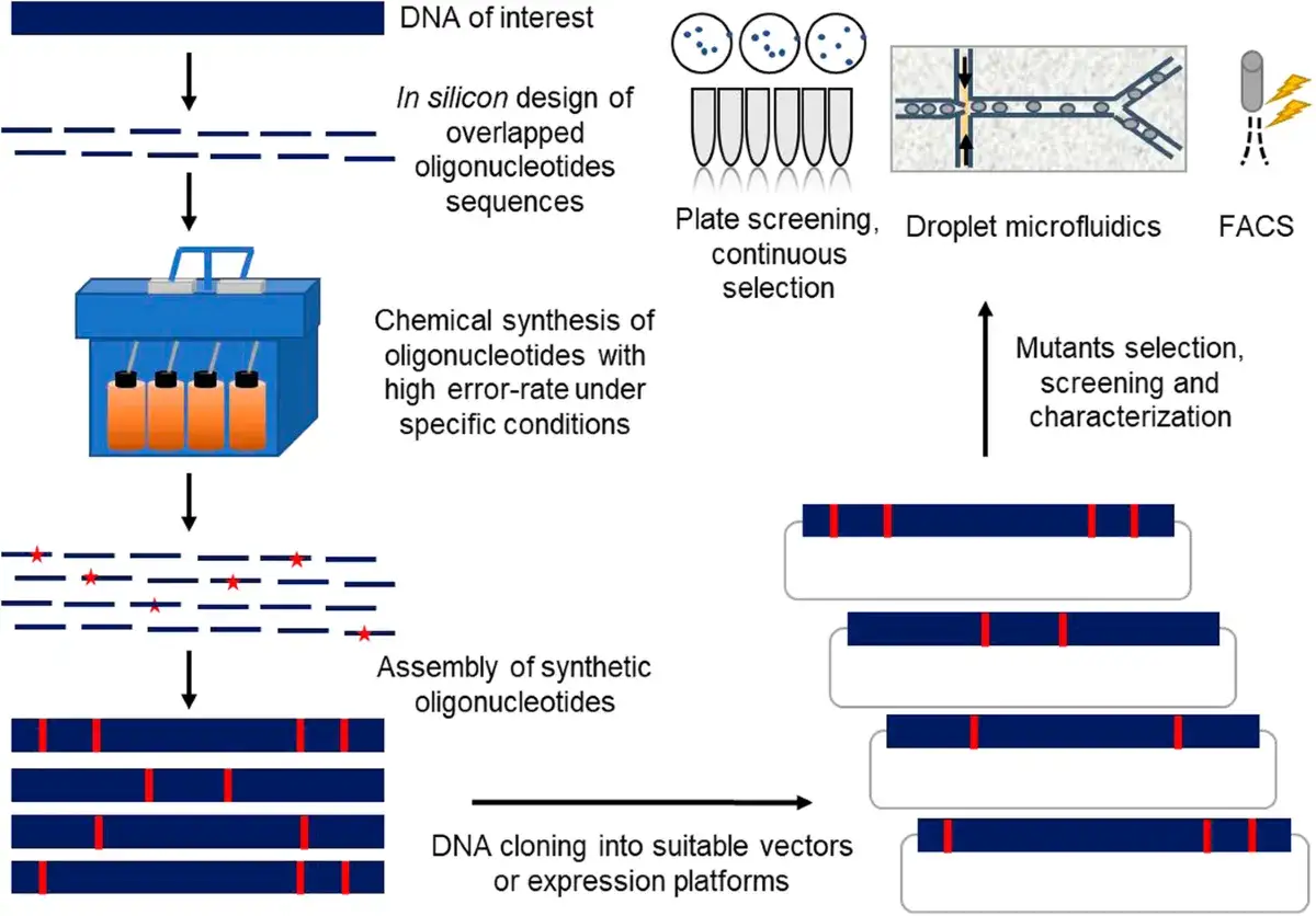 Diagrama de un proceso de s&iacute;ntesis de ADN, similar a la **teor&iacute;a sint&eacute;tica de la evoluci&oacute;n**, que incluye dise&ntilde;o in silico, s&iacute;ntesis qu&iacute;mica, ensamblaje y clonaci&oacute;n.