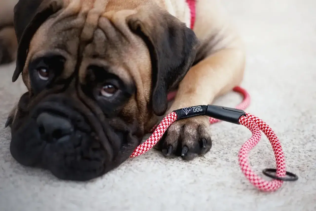 Duży pies rasy Bullmastiff leży obok czerwono-białej smyczy dla psa dużego.
