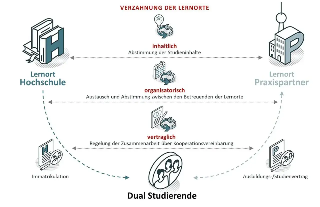 Schema zeigt die Verzahnung von Hochschule und Praxispartner f&uuml;r dual Studierende. Ausbildung und Studium gleichzeitig sind inhaltlich, organisatorisch und vertraglich abgestimmt.