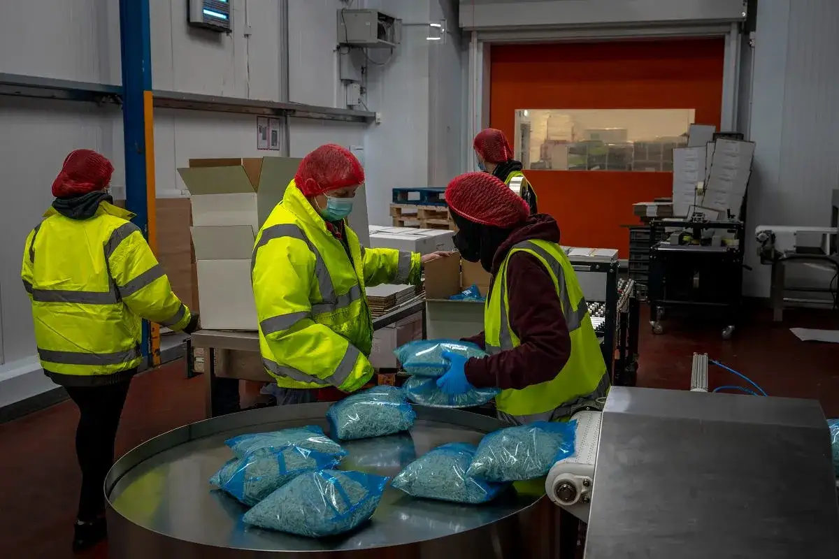 Praca w Anglii po Brexicie: pracownicy w ż&oacute;łtych kamizelkach i czepkach pakują niebieskie paczki na taśmie produkcyjnej w magazynie.