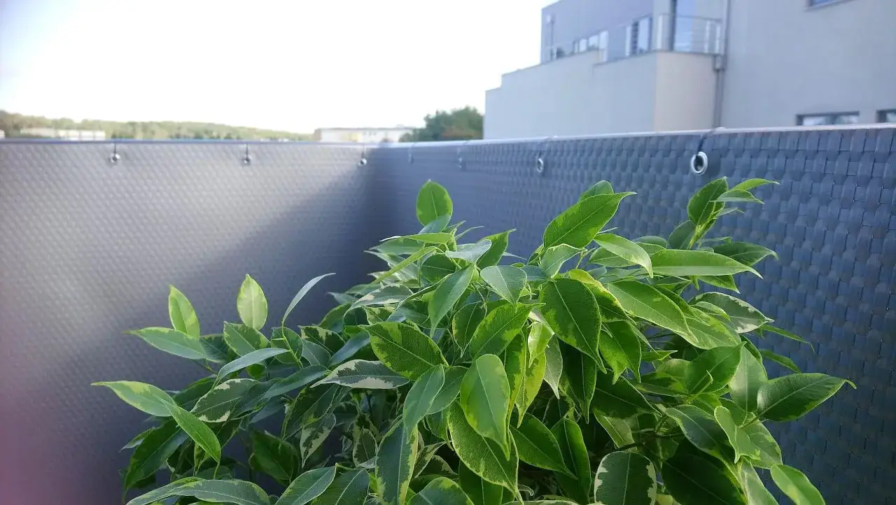 Zielona roślina na balkonie, zasłaniająca balustradę. Widać nowoczesny budynek w tle.