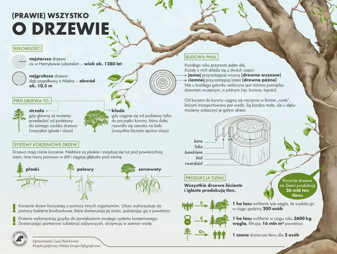 Symbolika drzew: od rekordzistów po budowę pnia i produkcję tlenu. Poznaj fascynujący świat drzew i ich znaczenie dla życia na Ziemi.