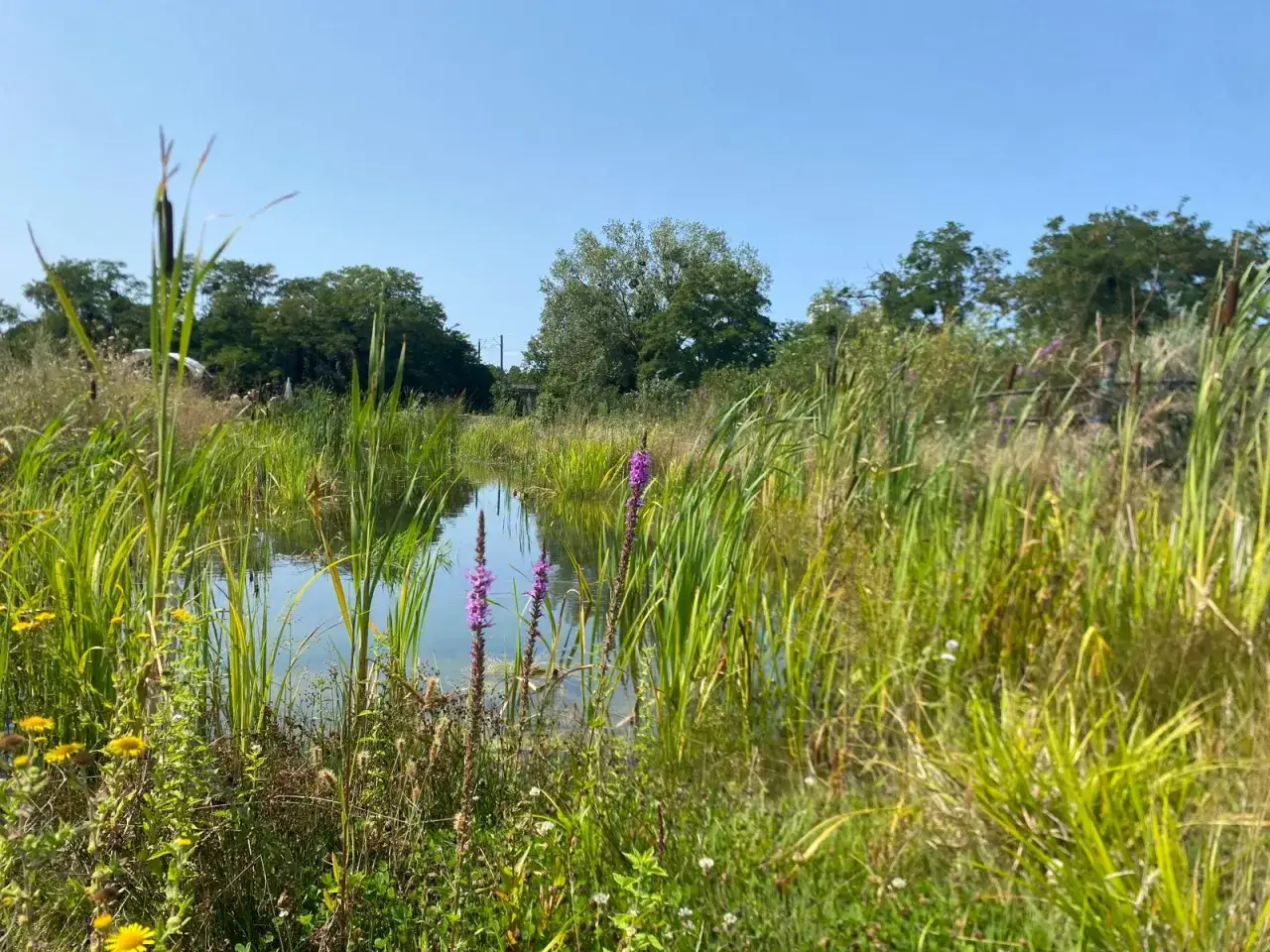 Un &eacute;tang priv&eacute; luxuriant, bord&eacute; de roseaux et de fleurs sauvages, sous un ciel bleu clair. La r&eacute;glementation mare priv&eacute;e est essentielle pour pr&eacute;server cet &eacute;cosyst&egrave;me.