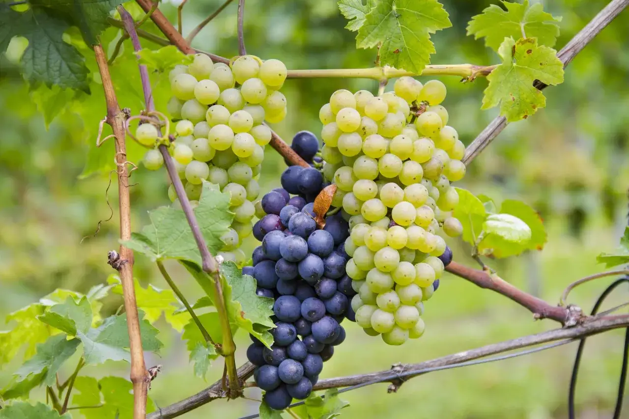 Reife Trauben, eine autochthone Rebsorte, h&auml;ngen an einem Rebstock. Helle und dunkle Beeren reifen nebeneinander.