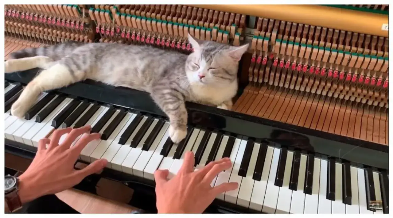 Kot śpi na fortepianie, podczas gdy ręce grają melodię. Może to inspiracja do piosenki o kotach dla dorosłych.