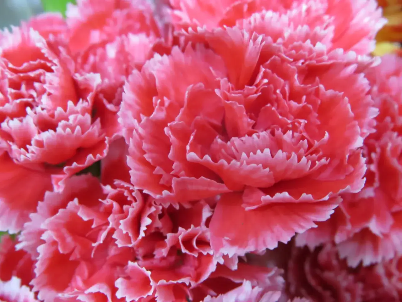 Primer plano de claveles rosados, sus p&eacute;talos rizados evocan el clavel significado de amor y fascinaci&oacute;n.