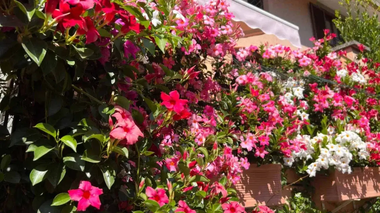 Un mur v&eacute;g&eacute;tal d&eacute;bordant de dipladenia en pleine floraison, avec des fleurs roses, rouges et blanches &eacute;clatantes.