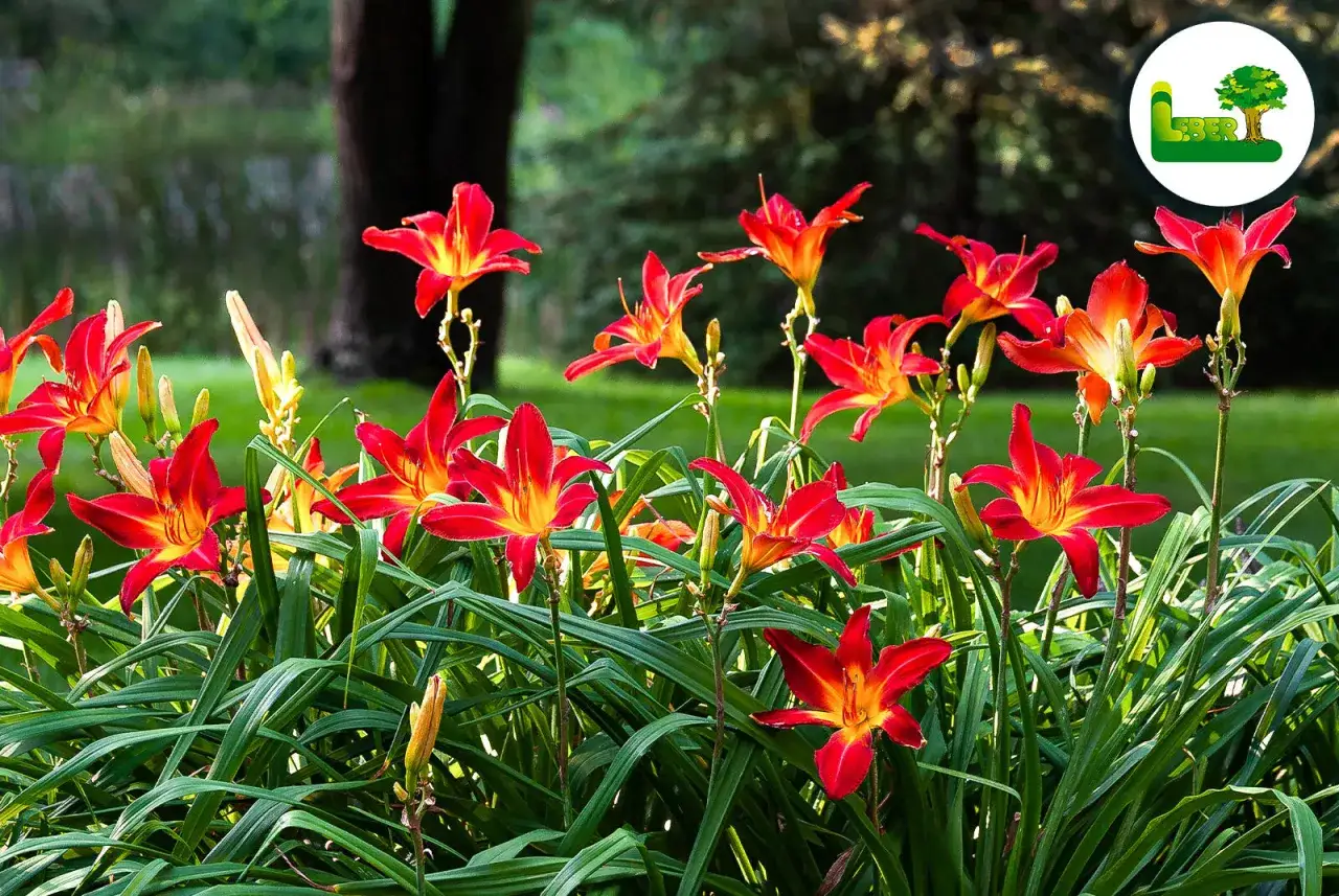 Leuchtend rote Taglilien blühen im Garten. Ein sonniger Taglilien Standort, ideal für diese Sommerblumen.