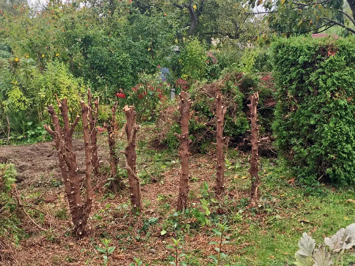 Abgeschnittene Kirschlorbeer-Stümpfe im Garten. Die Kosten für das Kirschlorbeer entfernen sind oft hoch, aber hier sieht es nach DIY aus.