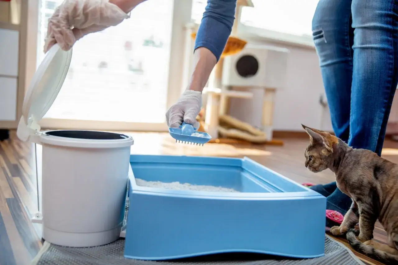 A person cleans a litter box while a curious cat watches. This scene hints at how cats know to use the litter box instinctively.