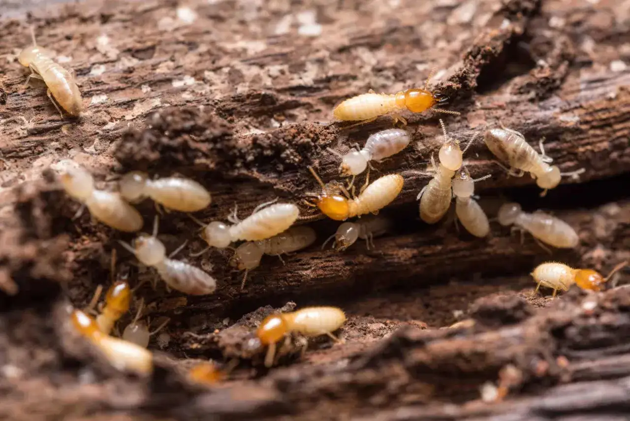 Un groupe de termite insecte bois se d&eacute;place sur un tronc d'arbre d&eacute;compos&eacute;, certains avec des t&ecirc;tes orang&eacute;es.