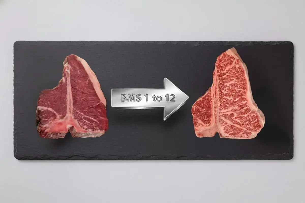 Zwei T-Bone-Steaks, die den Unterschied in der Marmorierung von Kobe Rindern zeigen, von BMS 1 bis BMS 12.