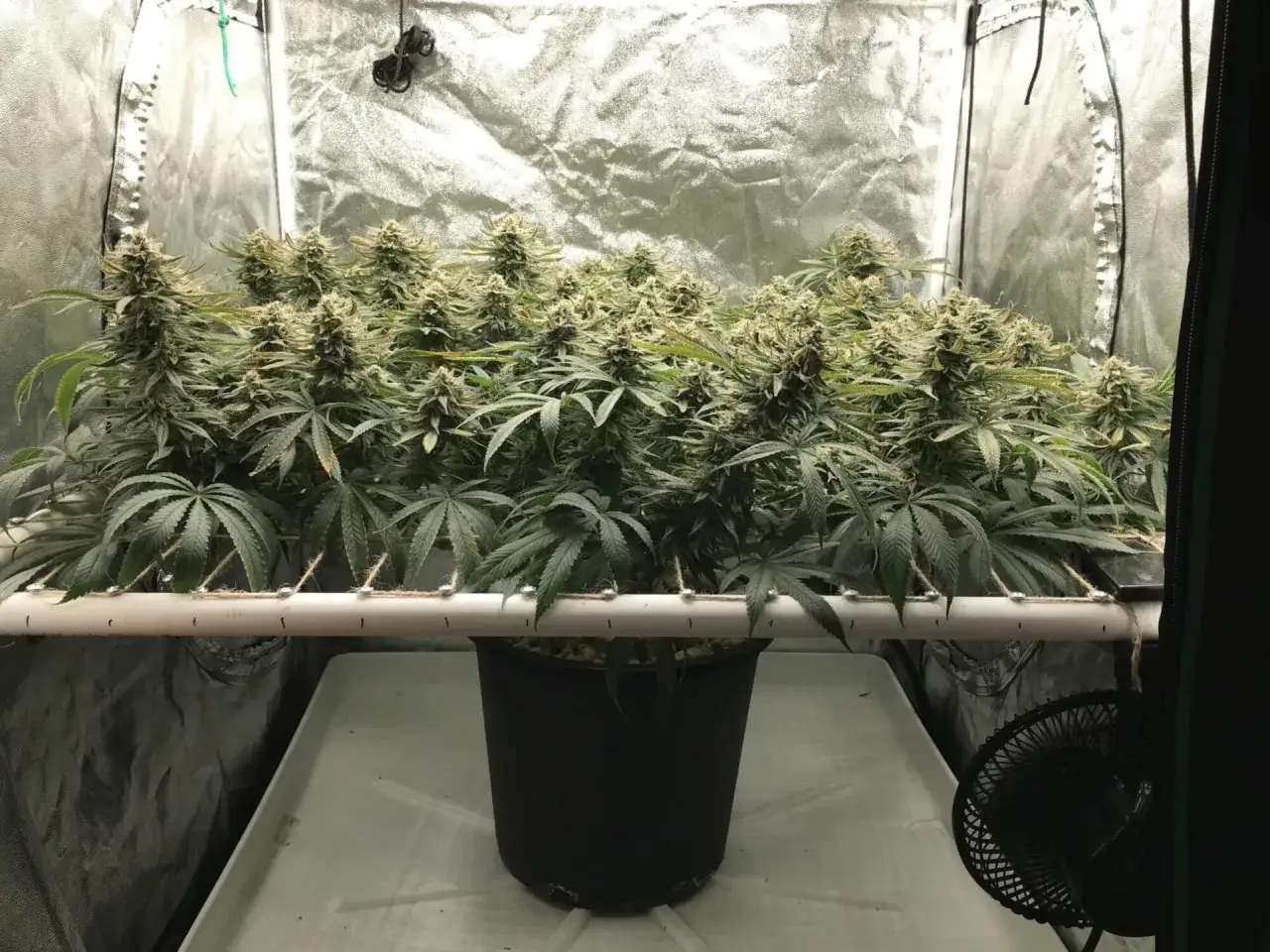 Piante di cannabis in fioritura, coltivate con il metodo SCROG, con cime dense e foglie verdi, in una grow box riflettente.