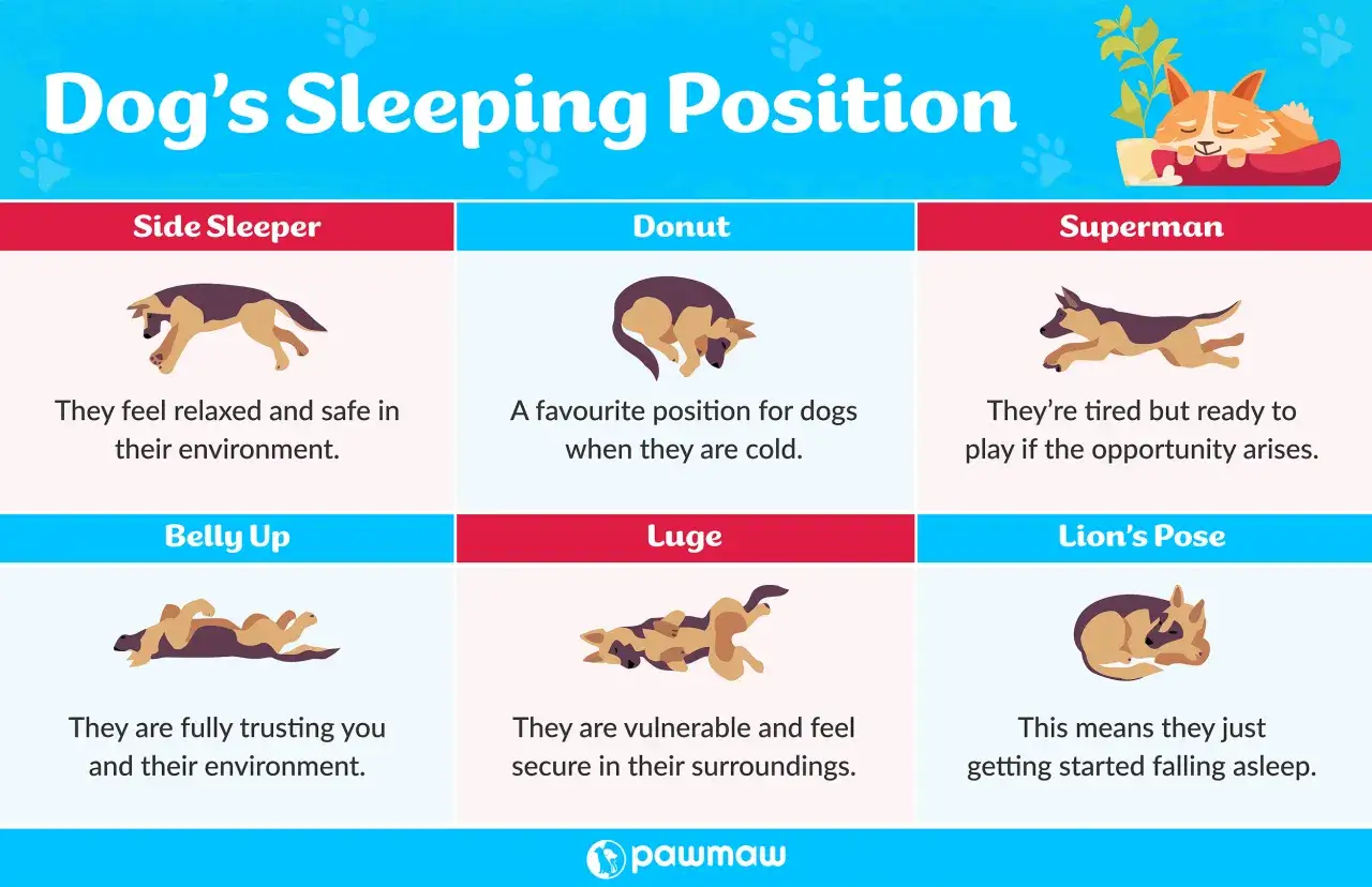 Hunde-Schlafpositionen: Seitenlage, Donut, Superman, Bauchlage, Luge, L&ouml;wenpose. Jede Schlafposition verr&auml;t etwas &uuml;ber den Hund.