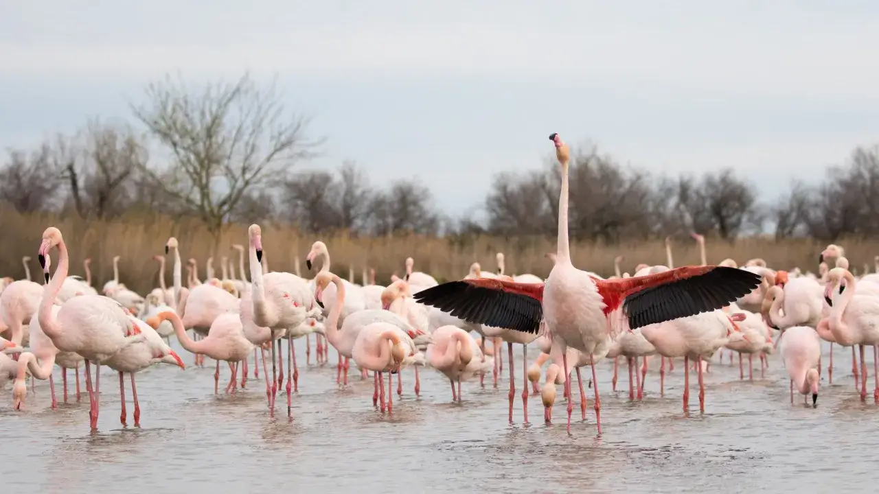 Un groupe de flamants roses dans un étang, parfait pour un séjour ornithologique en France. Un flamant déploie ses ailes aux couleurs vives.