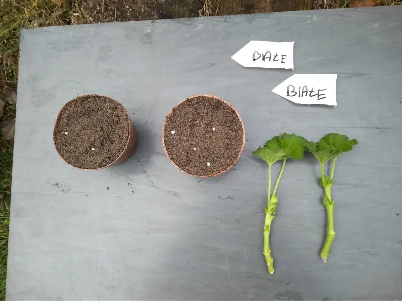 Rozmnażanie pelargonii po zimie: sadzonki i nasiona w doniczkach, gotowe do ukorzenienia i wzrostu.