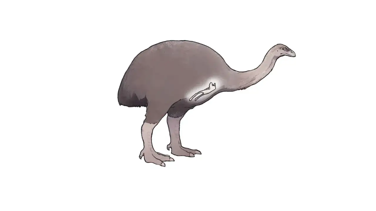 Ilustracja przedstawia wymarłego ptaka moa z widocznym wewnątrz szkicem jego układu pokarmowego.