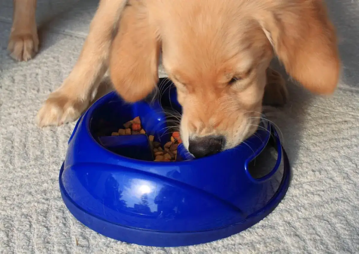 Cachorro dorado devora su comida en un cuenco azul. &iexcl;Mi perro come muy r&aacute;pido!