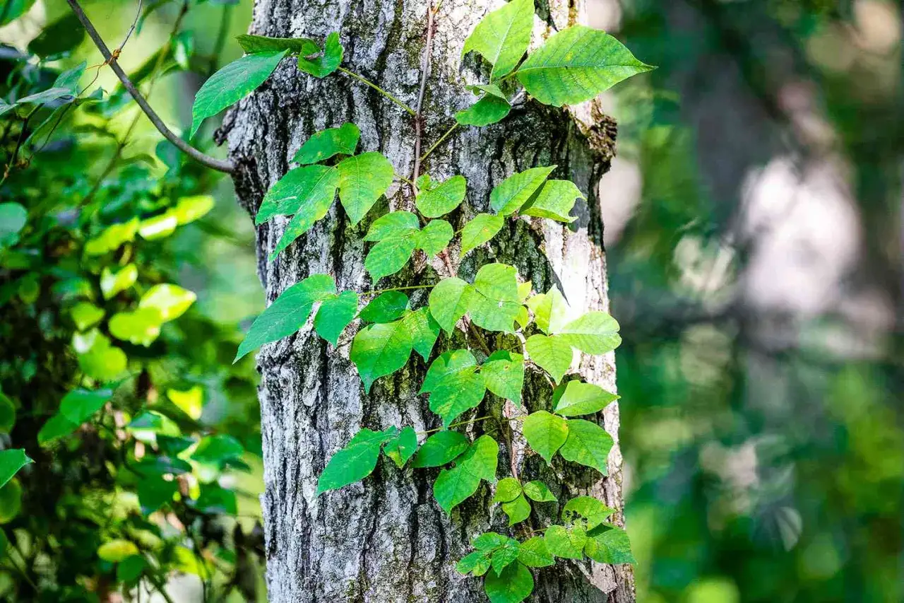 Poison ivy vine climbing a tree trunk. Learn how to kill poison ivy naturally to protect your skin from its rash.
