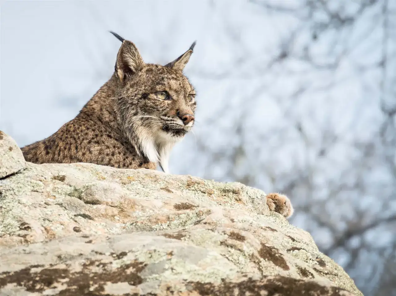 Un lince ib&eacute;rico, uno de los animales en peligro de extinci&oacute;n m&aacute;s emblem&aacute;ticos, descansa sobre rocas.