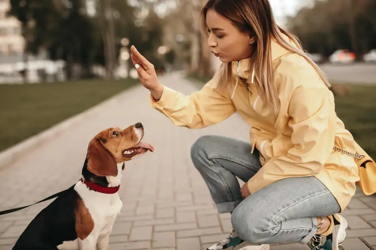 Mujer ense&ntilde;a a su beagle a sentarse, un ejemplo de como educar a un perro con paciencia y amor en un parque.