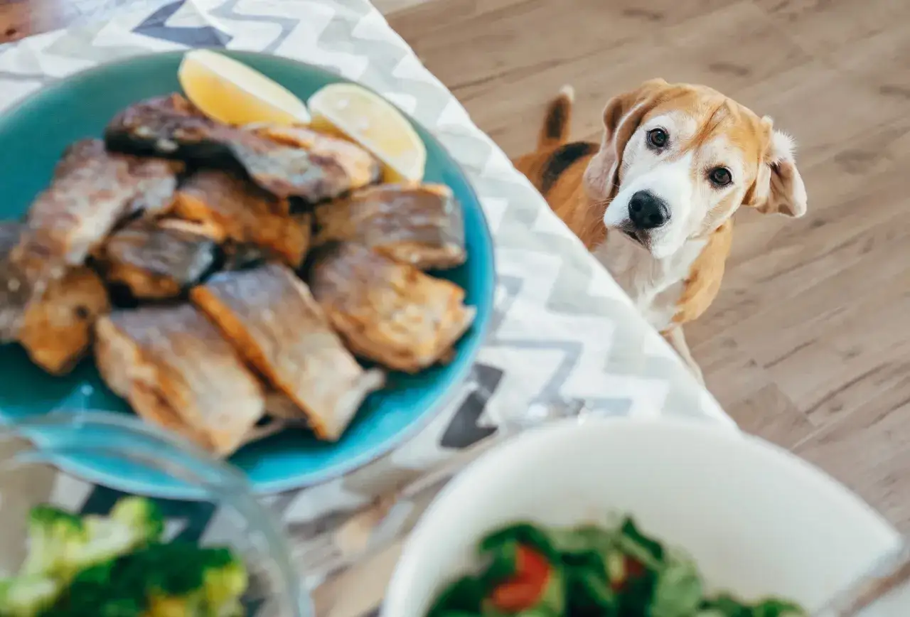 Beagle z zaciekawieniem patrzy na talerz z łososiem, zastanawiając się, czy pies może łososia.