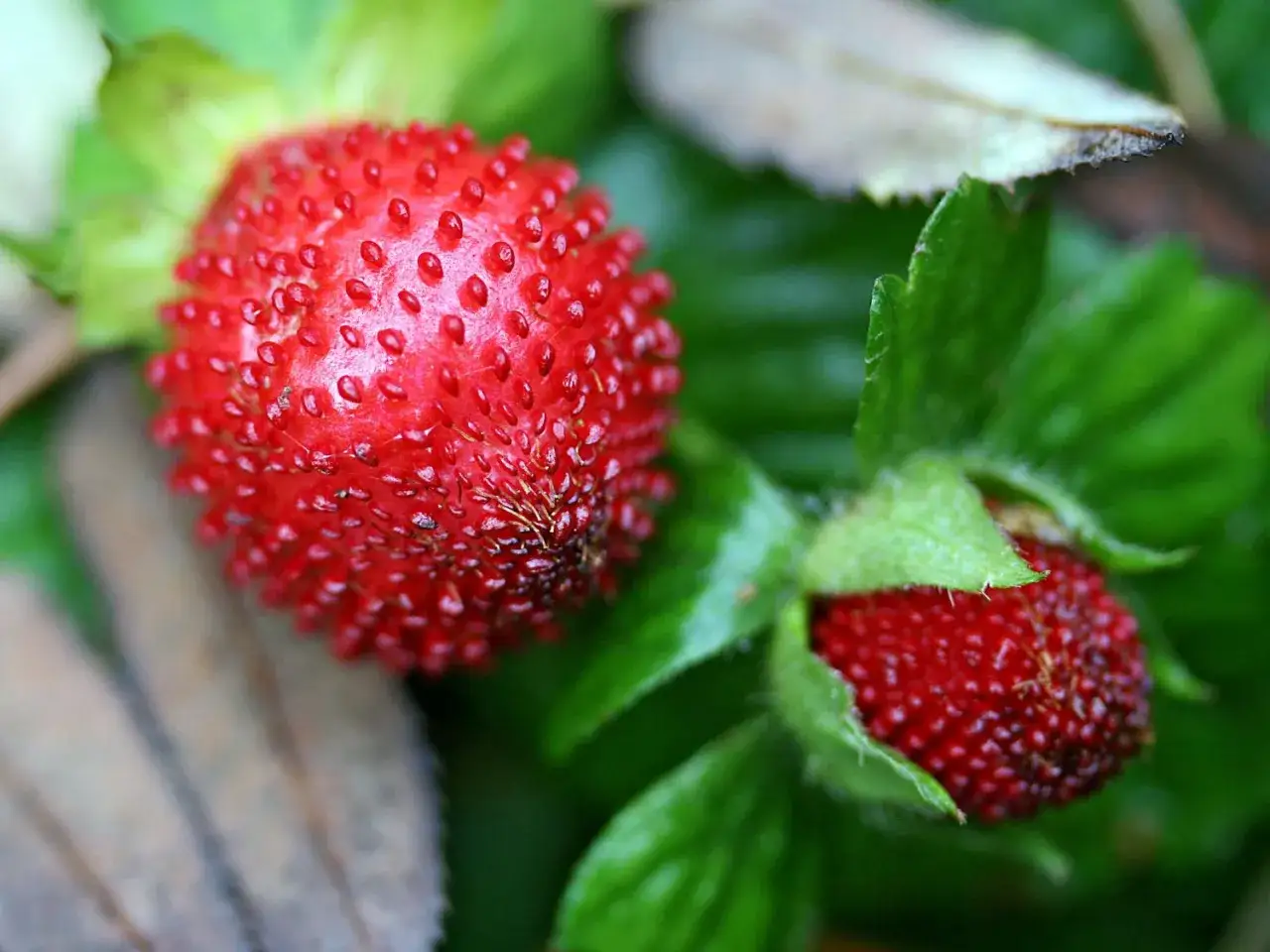 Zwei rote, stachelige Fr&uuml;chte, die an wilde Erdbeeren erinnern. Vorsicht: wilde Erdbeeren giftig!